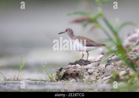 Gemeiner Sandpiper (Tringa hypoleucos, Actitis hypoleucos), steht an Land, Deutschland, Bayern Stockfoto