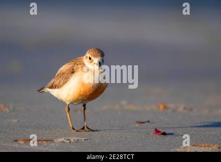 Neuseeländischer Plünderpfeifer, Rotbrustpfeifer, neuseeländischer Dotterel (Charadrius obscurus), Erwachsener, der am Strand steht, Neuseeland, Nordinsel, Stockfoto