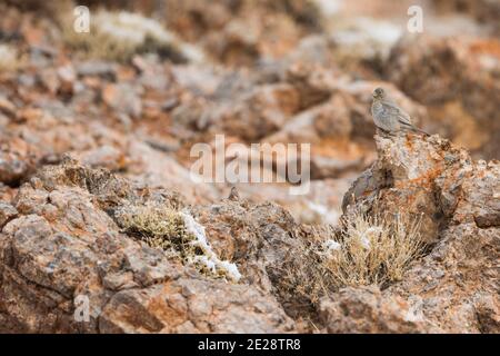 Kaukasischer Rosefink (Carpodacus rubicilla), adulte Weibchen zwischen Felsen, Tadschikistan Stockfoto