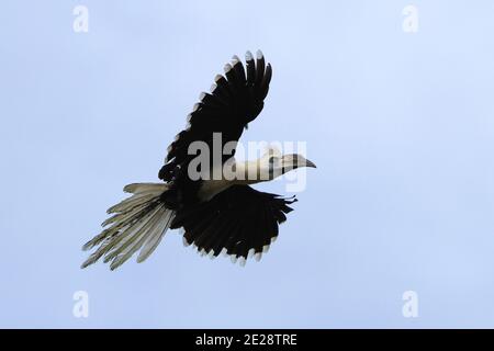 Langkästchenhornvogel, Weißkronenhornvogel (Berenicornis comatus), im Flug, Borneo, Sabah, Kinabatangan Stockfoto