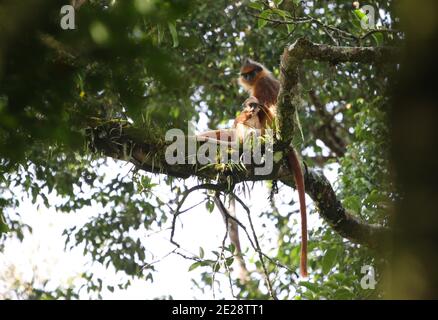 Bänderaffen, Schwarzkrebsen-Blätteraffen, Surili, Sumatran Surili, Gehrter Blätteraffen, Gelbhändige Mitra-Langur (Presbytis melalophos), Stockfoto