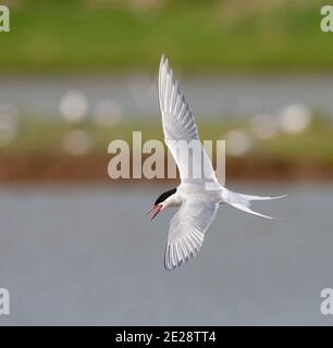 Seeschwalbe (Sterna hirundo), Erwachsene im Flug, Telefonieren, Niederlande, Texel Stockfoto