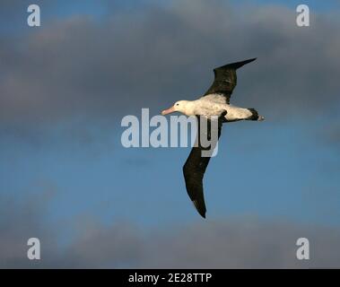 Tristan Albatross (Diomedea Dabbenena), Erwachsener im Flug, Tristan da Cunha, Gough Island Stockfoto