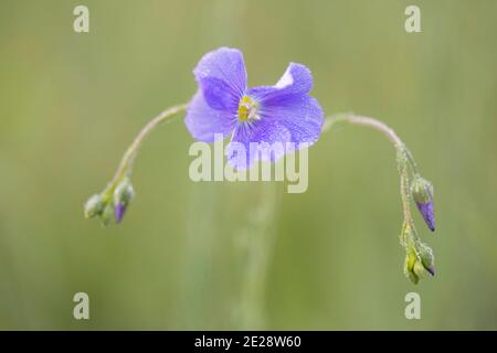 Flachs (Linum usitatissimum), Blütenstand, Deutschland, Bayern Stockfoto