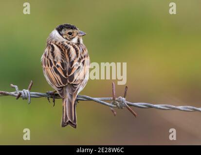 schilfbunding (Emberiza schoeniclus), männlicher Barsch auf Stacheldraht, Italien, Kampanien Stockfoto