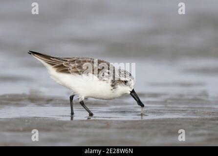 Löffelschnabel-Sandpiper (Calidris pygmeus, Eurynorhynchus pygmeus), der entlang der Ostküste überwintert, ein vom Aussterben bedrohter Wattaucher, China, Guangdong, Stockfoto