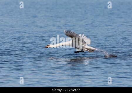 Stummen Schwan (Cygnus olor), Männchen ausgehend von der Wasseroberfläche, Seitenansicht, Deutschland, Bayern, Chiemsee Stockfoto