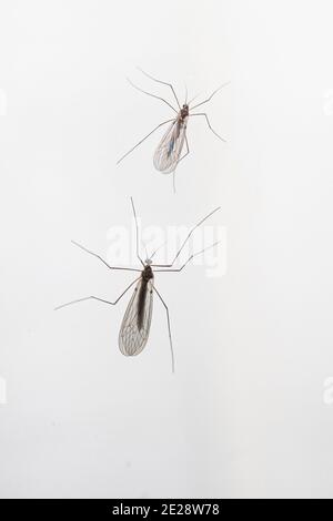 Wintermücken, Winterkraniche (Trichoceridae (Petauristidae)), zwei Wintermücken in der Nacht an einem beleuchteten Fenster, Blick von oben, Deutschland, Stockfoto