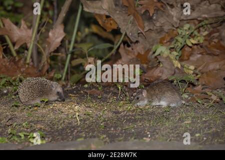 Westlicher Igel, Europäischer Igel (Erinaceus europaeus), der im Spätherbst mit einer braunen Ratte an einem Vogelfetzplatz isst, Deutschland, Bayern Stockfoto