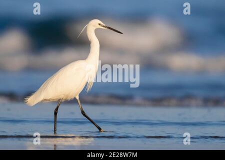 Kleiner Reiher (Egretta garzetta), Erwachsener zu Fuß am Ufer, Italien, Kampanien Stockfoto