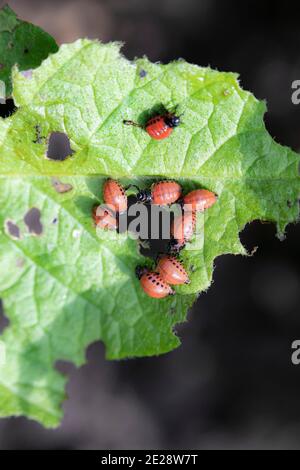 Colorado Kartoffelkäfer, Colorado Käfer, Kartoffelkäfer (Leptinotarsa decemlineata), Käferlarven auf Kartoffelblättern, Deutschland, Bayern Stockfoto