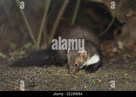 Buchenmarder, Steinmarder, Weißbrustmarder (Martes foina), nachts an einem Vogelfetzplatz, Deutschland, Bayern Stockfoto