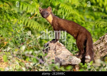 Europäischer Kiefernmarder (Martes martes), erwachsenes Männchen auf einem Felsen stehend, Italien, Kampanien Stockfoto