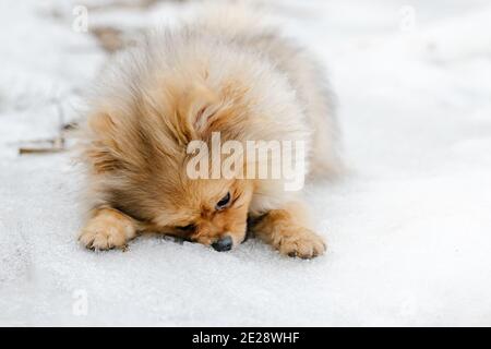 Red Pommeranian Welpen Rasse im Freien im Winter. Niedlicher pommerischer spitz Hund im Schnee. Porträt eines Haustieres vor einem Hintergrund von Schnee. Stockfoto