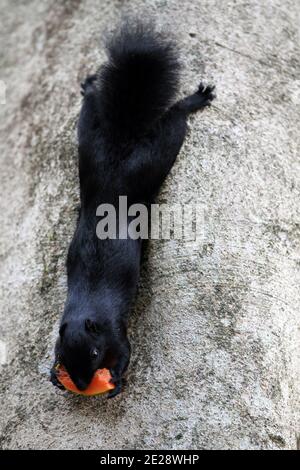 Prevost-Eichhörnchen, asiatische dreifarbige Eichhörnchen (Callosciurus prevostii), mit Lebensmitteln und thront an einem Baum, Malaysia, Borneo, Sabah, Kinabatangan Stockfoto