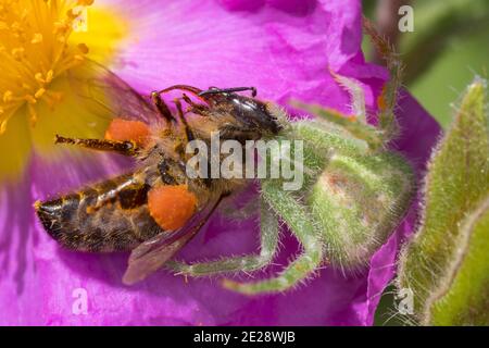 Grüne haarige Krabbenspinne (Heriaeus spec.), fing eine Biene auf einer Felsenrose, Deutschland Stockfoto