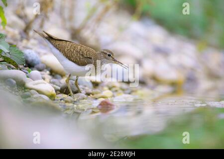 Gemeiner Sandpiper (Tringa hypoleucos, Actitis hypoleucos), steht an Land, Deutschland, Bayern Stockfoto