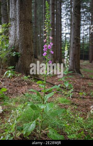 Gewöhnlicher Fuchshandschuh, violetter Fuchshandschuh (Digitalis purpurea), blühend, Deutschland, Bayern, Oberbayern, Oberbayern Stockfoto