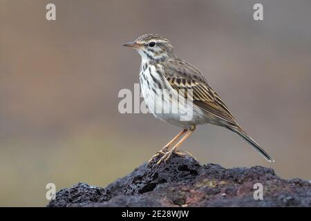 Kanarischen Pitpit, Berthelot's Pipit (Anthus berthelotii), auf einem Felsen stehend, Madeira Stockfoto