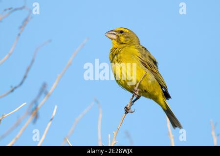 Brimstone canary, Bully canary (Crithagra sulfurata, Serinus sulfuratus), Barsch auf einem Zweig, Seitenansicht, Südafrika, Westkap Stockfoto