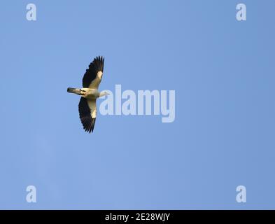 Sulawesi-Kaisertaube, Silberspitze Kaisertaube, Weißspitze Kaisertaube (Ducula luctuosa), im Flug, Indonesien, Sulawesi, Peleng Stockfoto