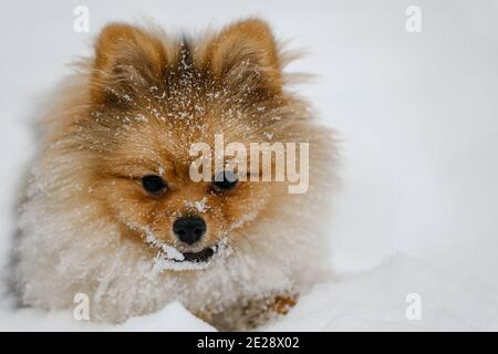 Red Pommeranian Welpen Rasse im Freien im Winter. Niedlicher pommerischer spitz Hund im Schnee. Porträt eines Haustieres vor einem Hintergrund von Schnee. Stockfoto