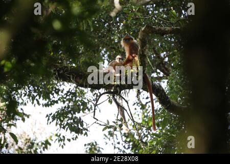 Bänderaffen, Schwarzkrebsen-Blätteraffen, Surili, Sumatran Surili, Gehrter Blätteraffen, Gelbhändige Mitra-Langur (Presbytis melalophos), Stockfoto