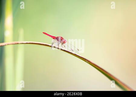 Breites Scharlach, Gemeiner Scharlach, Scharlach, scharlachrote Dragonie (Crocothemis erythraea, Croccothemis erythraea), Männchen sitzt auf einem Blatt, Stockfoto