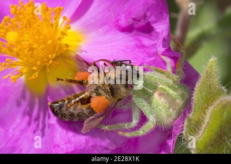 Grüne haarige Krabbenspinne (Heriaeus spec.), fing eine Biene auf einer Felsenrose, Deutschland Stockfoto