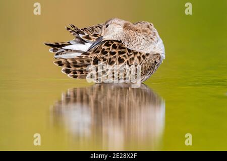 ruff (Philomachus pugnax), erwachsenes Weibchen, das in einem Teich aufweiden, Italien, Kampanien Stockfoto