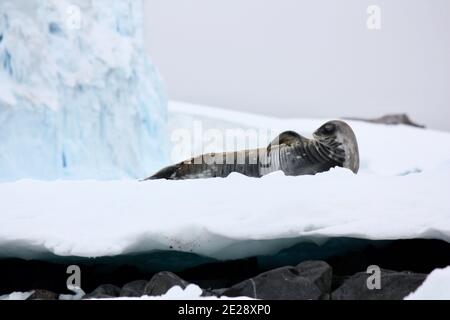 Weddell Seal entspannt auf antarktischem Eis Stockfoto