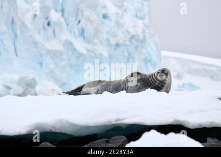 Weddell Seal entspannt auf antarktischem Eis Stockfoto