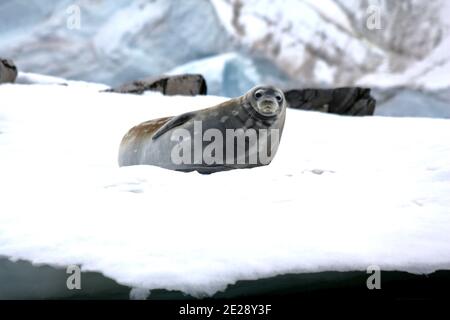 Weddellrobbe auf antarktischem Eis Stockfoto