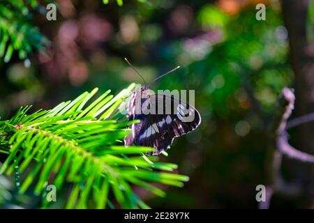 Ein Schmetterling sitzt auf einem Fichtenzweig auf einem verschwommenen Hintergrund Nahaufnahme. Stockfoto