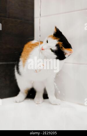 Kleine dreifarbige kurzhaarige Kätzchen Trinkwasser aus Waschbecken Wasserhahn in einem leichten Bad. Katze löscht seinen Durst nach Wasser. Banner über Haustiere Vorderansicht Stockfoto