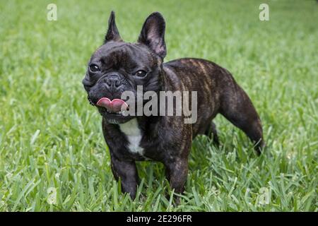 Französische Bulldogge posiert für Fotos auf dem Rasen Stockfoto