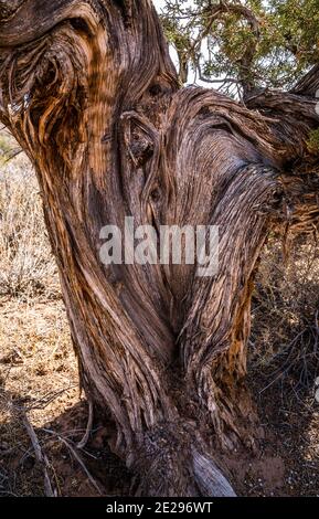 Ein alter Pinion Snag mit einer einzigartigen Form, Canyonland National Park, Utah, USA. Stockfoto