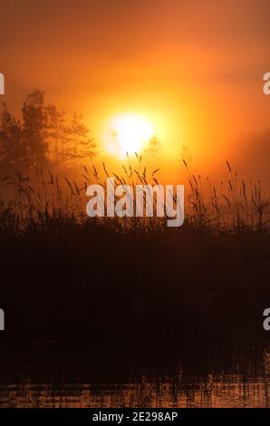 Ein nebliger Morgenaufgang im Norden von Wisconsin. Stockfoto