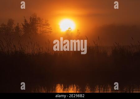 Ein nebliger Morgenaufgang im Norden von Wisconsin. Stockfoto