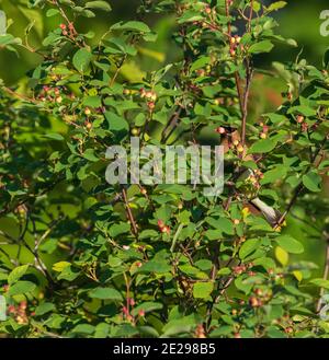 Cedar Waxwing in einem Juneberry Strauch im nördlichen Wisconsin. Stockfoto