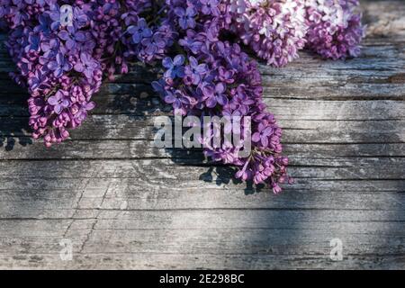 Lila Flieder Blumen mit Licht und Schatten auf einem hölzernen Protokoll Stockfoto