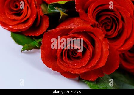 Valentinstag Hintergrund mit Bouquet von schönen roten Rosen. Nahaufnahme. Stockfoto