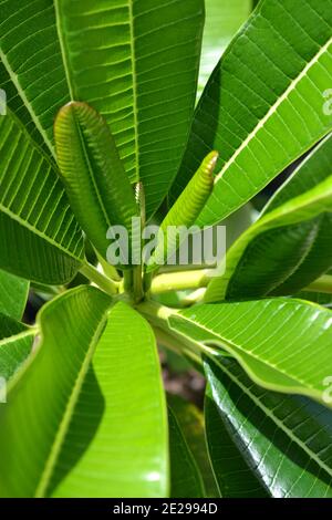 Vertikale Nahaufnahme der Plumeria-Blätter Stockfoto
