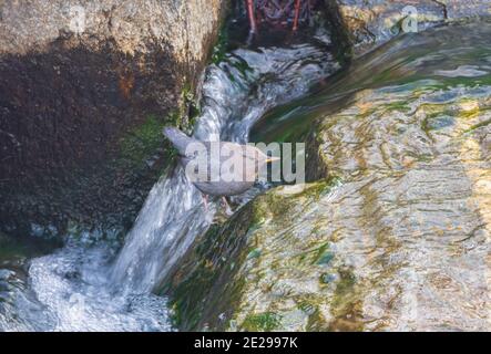 American Dipper oder Water Ouzel (Cinclus mexicanus) in Shallow East Plum Creek, Castle Rock Colorado USA. Foto aufgenommen im Dezember. Stockfoto