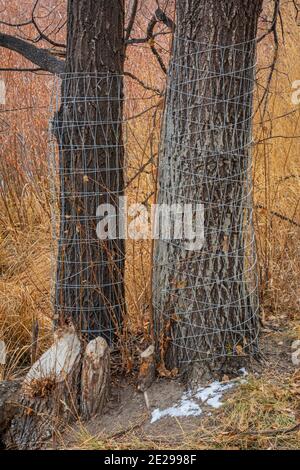 Lanceblatt Cottonwood Baumstämme sind mit Metallzäunen geschützt, um sie vor dem Kauen von American Beavers, Castle Rock Colorado USA, zu schützen. Stockfoto