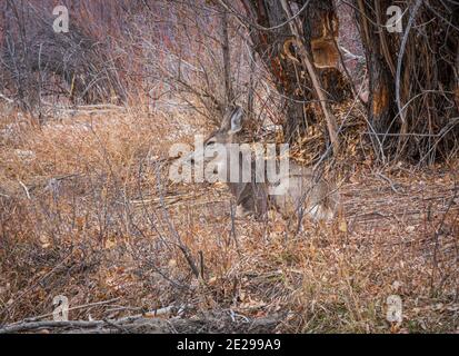 Weibchen Doe Rocky Mountain Mule Hirsch ruht unter Weiden, Castle Rock Colorado USA. Hackschnitzel und nackter Baum dahinter sind von American Beavers. Stockfoto