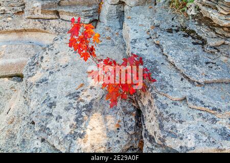 Vierte Chute Conservation Area Bonnechhere River Renfrew County Ontario Kanada Im Herbst Stockfoto