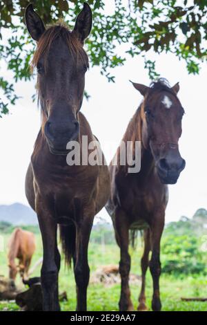 Dunkles schokoladenfarbenes Pferd, das unter dem Schatten ruht Stockfoto
