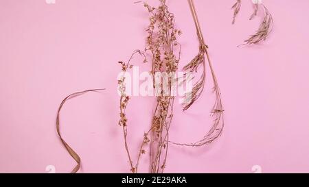 Trockenes Gras für Blumenarrangement, auf rosa Hintergrund, DIY-Konzept, Draufsicht, Kopierraum, Banner. Stockfoto