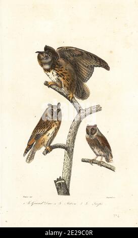 Eurasische Adlereule, Bubo bubo 1, Langohreule, ASIO otus 2 und Europäische Scheule, Otus scops 3. Le duc ou Grand duc, Strix Bubo, Le Hibou, Strix otus, Le Scops, Strix Scops. Handkolorierter Stich von Guyard nach einer Illustration von Edouard Travies aus Achille Richards Oeuvres Completes de Buffon, Pourrat Freres, Paris, 1839. Stockfoto